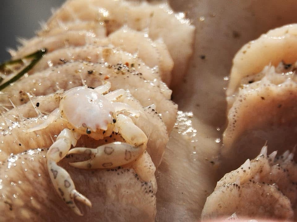 My Maiden Intertidal&nbsp;Walk