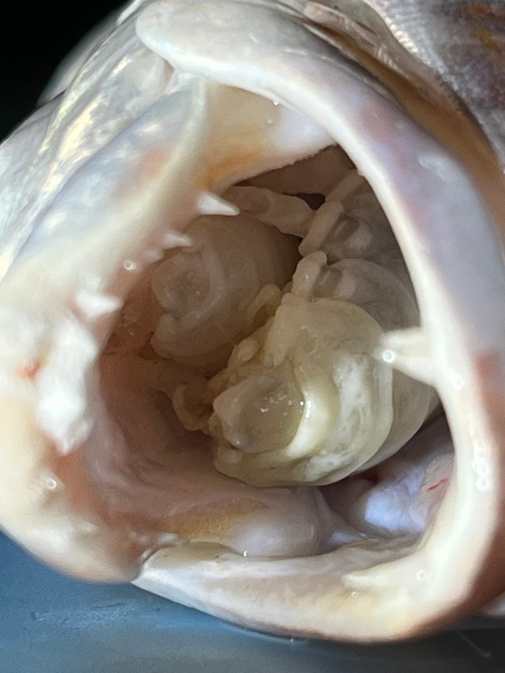 A Tale of Two ‘Tongues’ (or No&nbsp;Tongue)