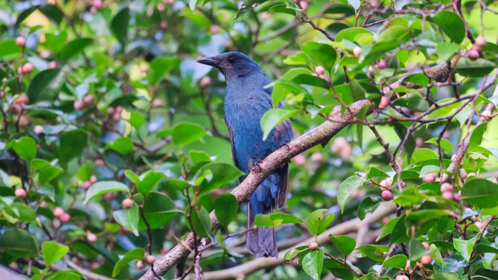 Common Names Vs Scientific Names: More Than Just Fancy&nbsp;Labels