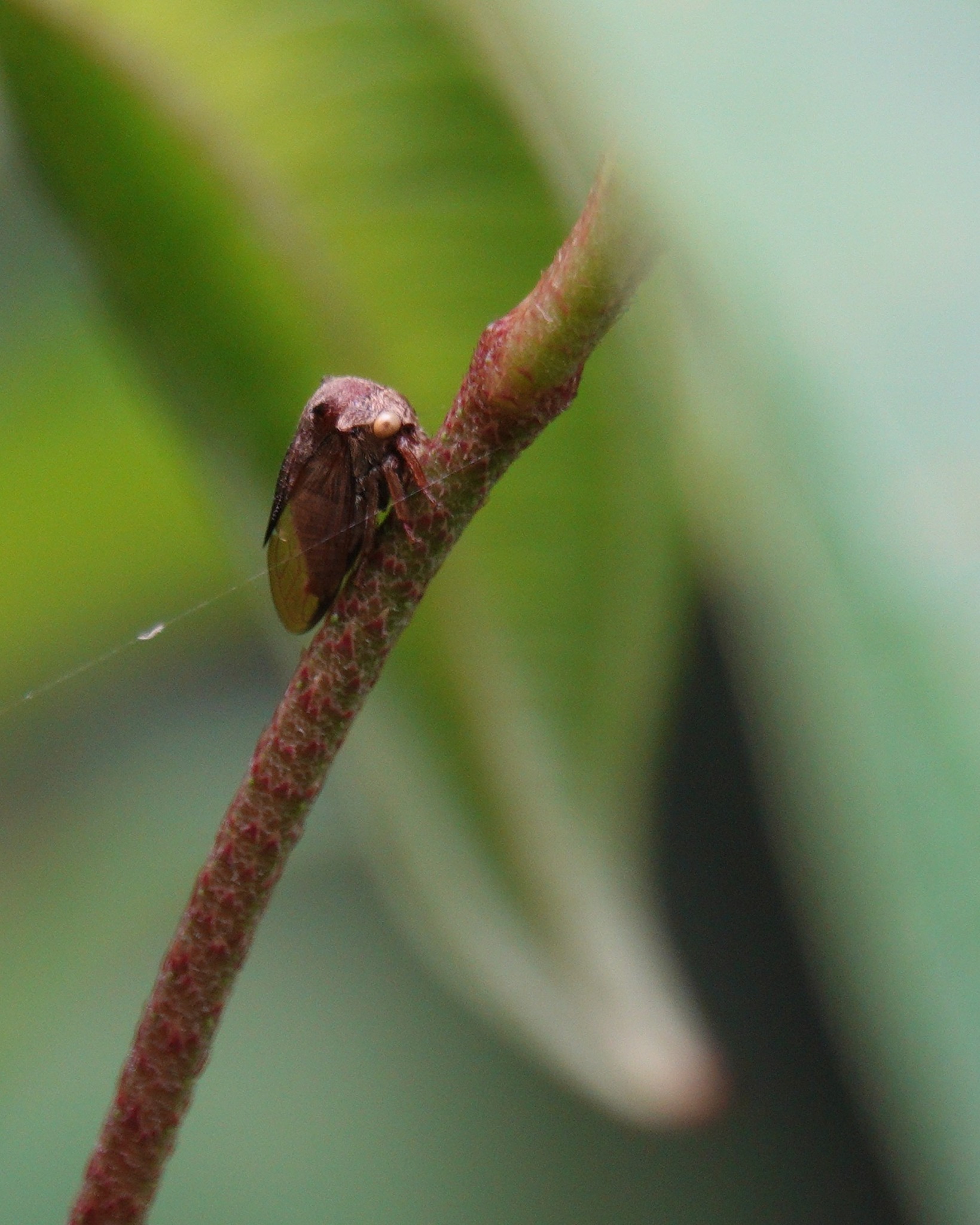 Red Tree Hopper Take a Moment in Nature: Mutualism between Tree Hoppers and Red Weaver ...
