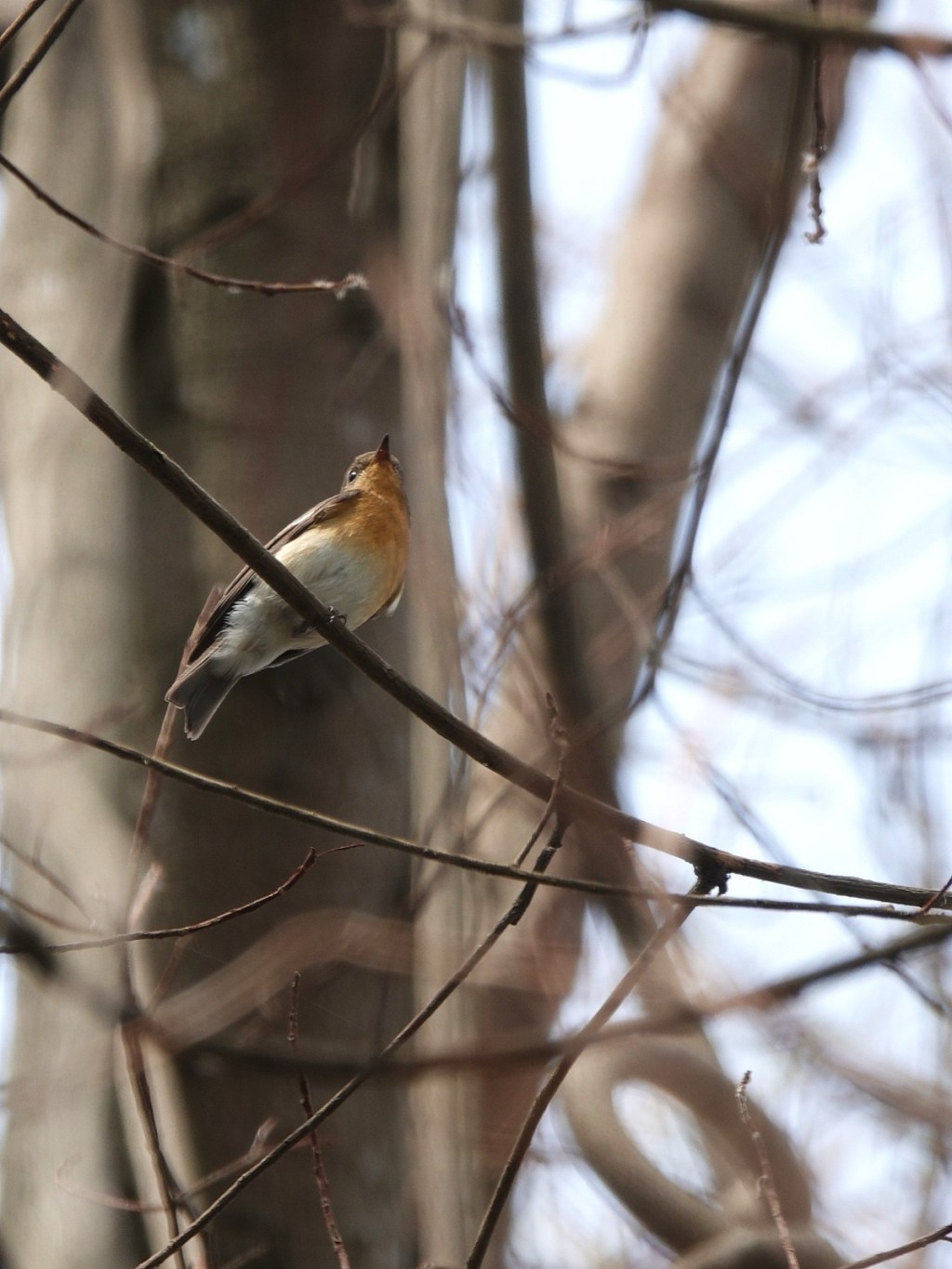 ‘Just One Tree’ – A ‘Botak’ Ficus Sp. Tree in ASRJC and its Interesting&nbsp;Inhabitants