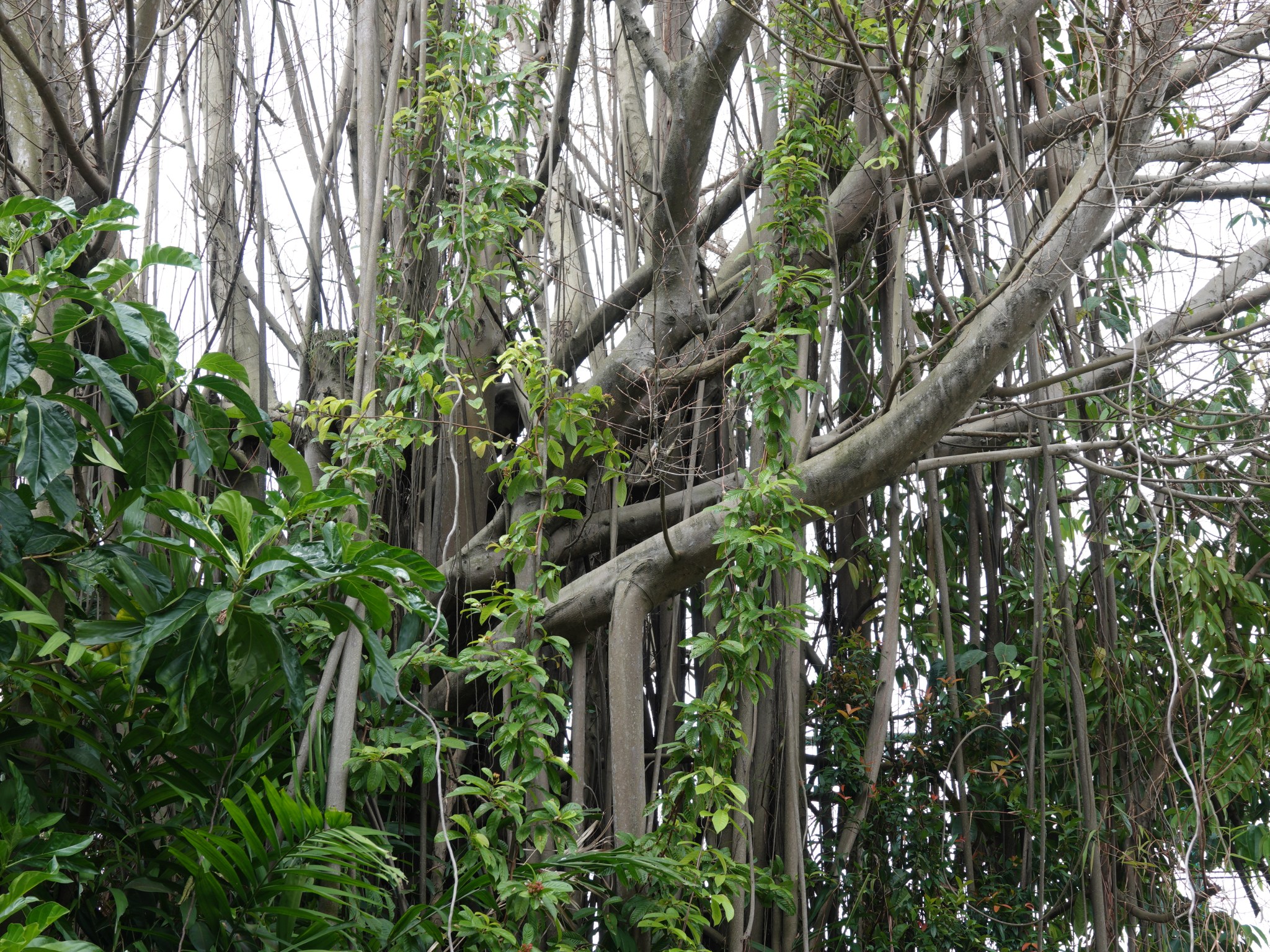 ‘Just One Tree’ – A ‘Botak’ Ficus Sp. Tree in ASRJC and its Interesting ...