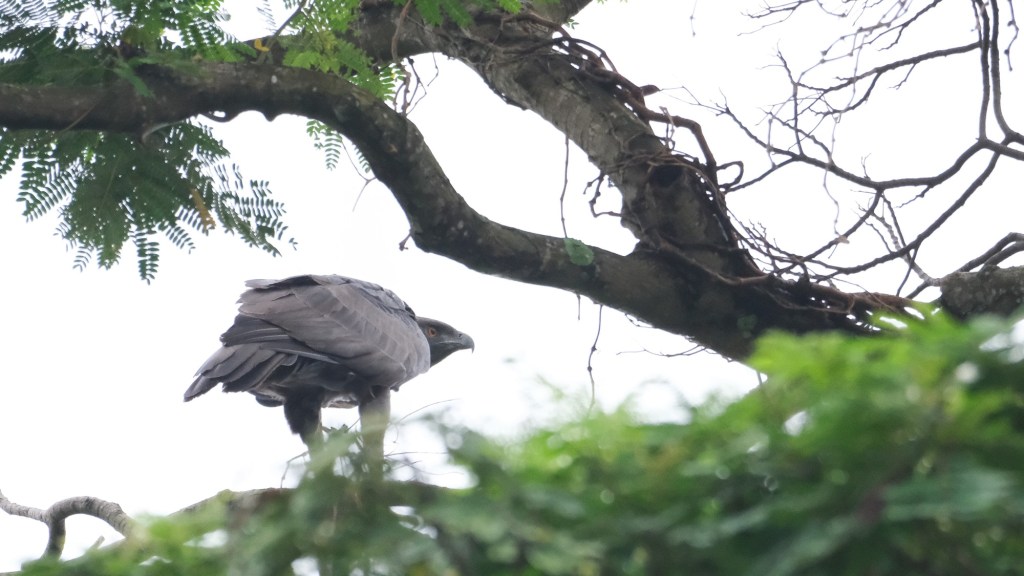 ‘Just One Tree’ – The Unsafe Albizia Trees that Many Birds Call Them&nbsp;Home