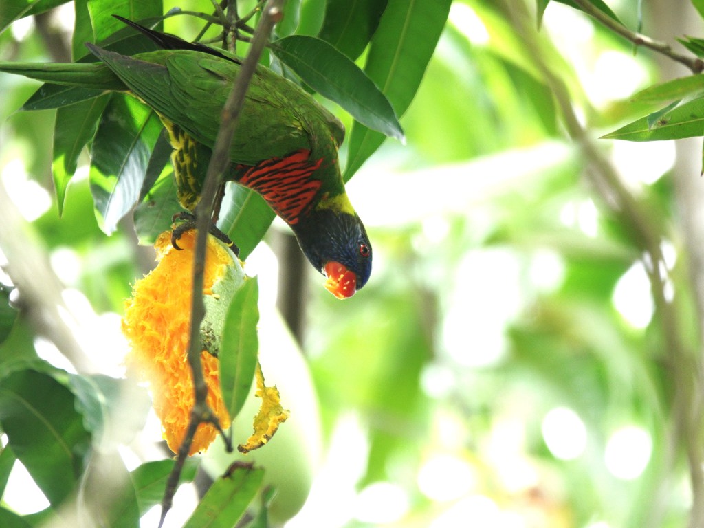 ‘Just One Tree’ – Look Out for that Neighbourhood Mango&nbsp;Tree!
